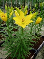 [1635 ElDivo No02.JPG]